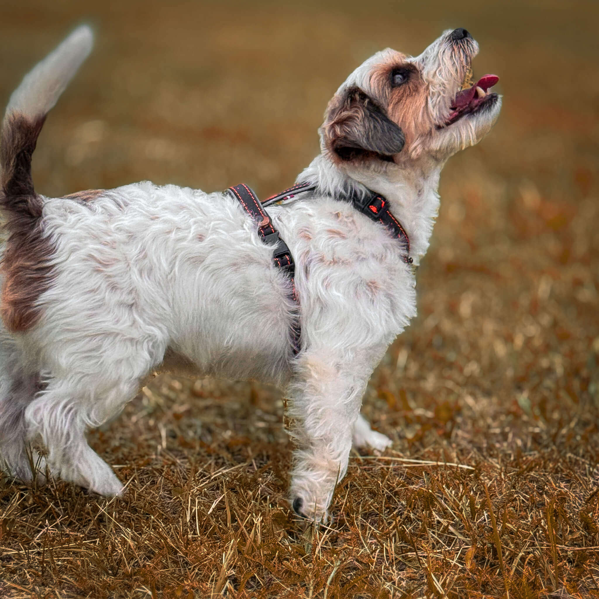 EasyFit anatoomilised veekindlad traksid koertele - Roosa