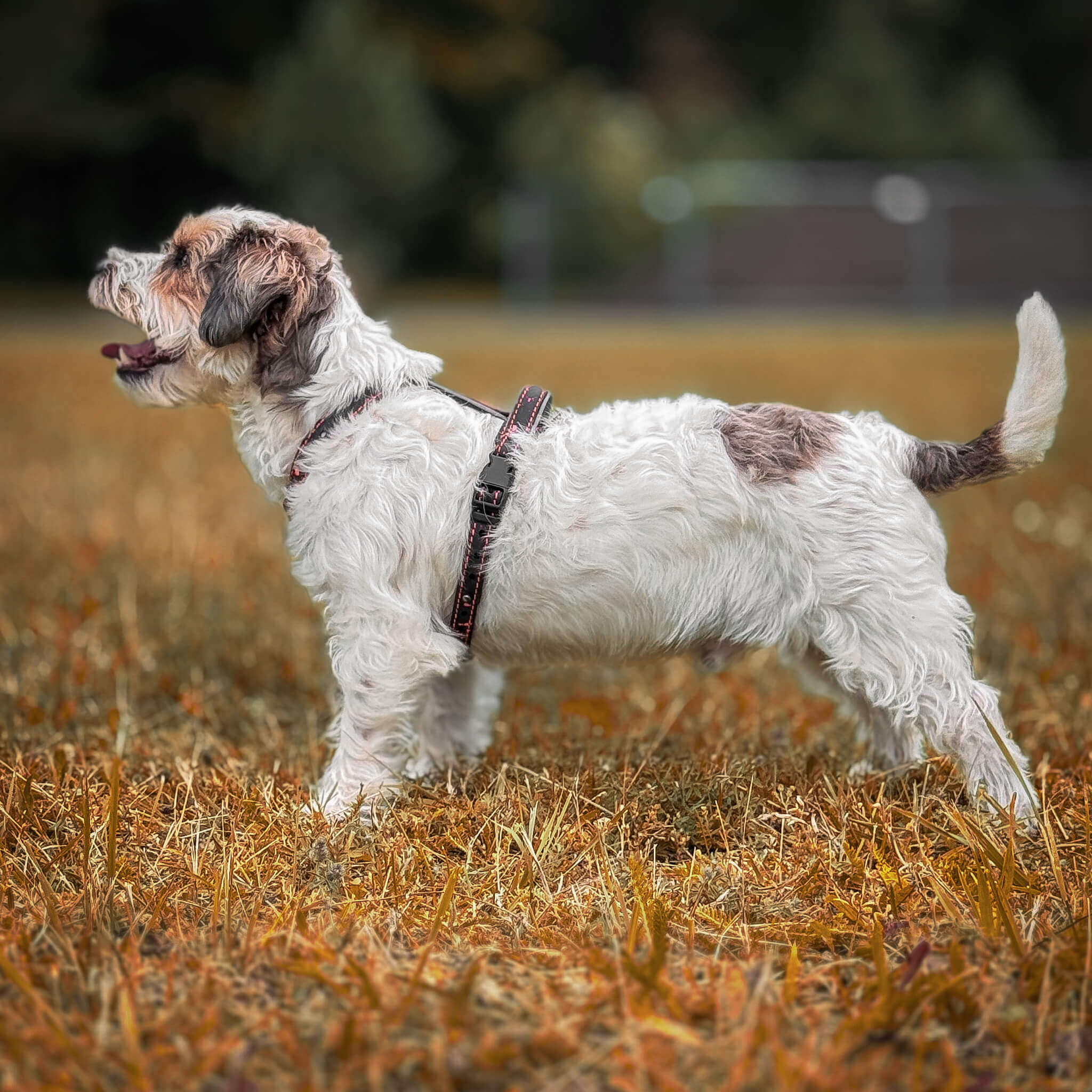 EasyFit Anatomical Y/H Harness – Waterproof & Cold-Resistant for Dogs - Lime mint green
