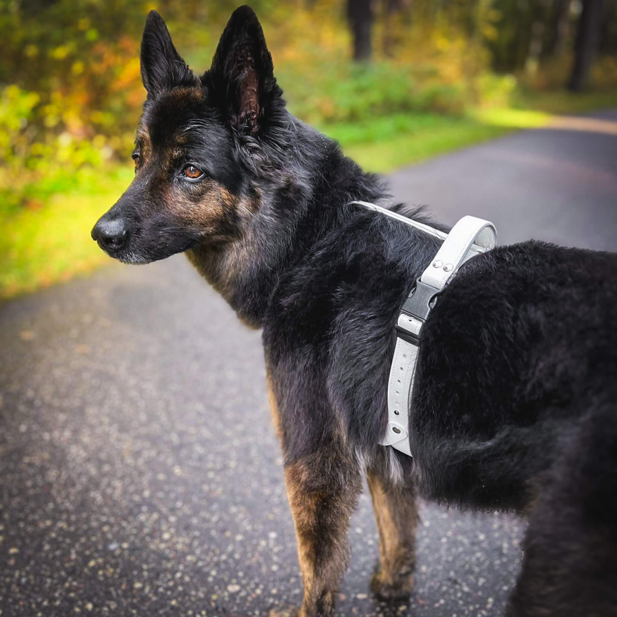 EasyFit Anatomical Y/H Harness – Waterproof & Cold-Resistant for Dogs - Lime mint green