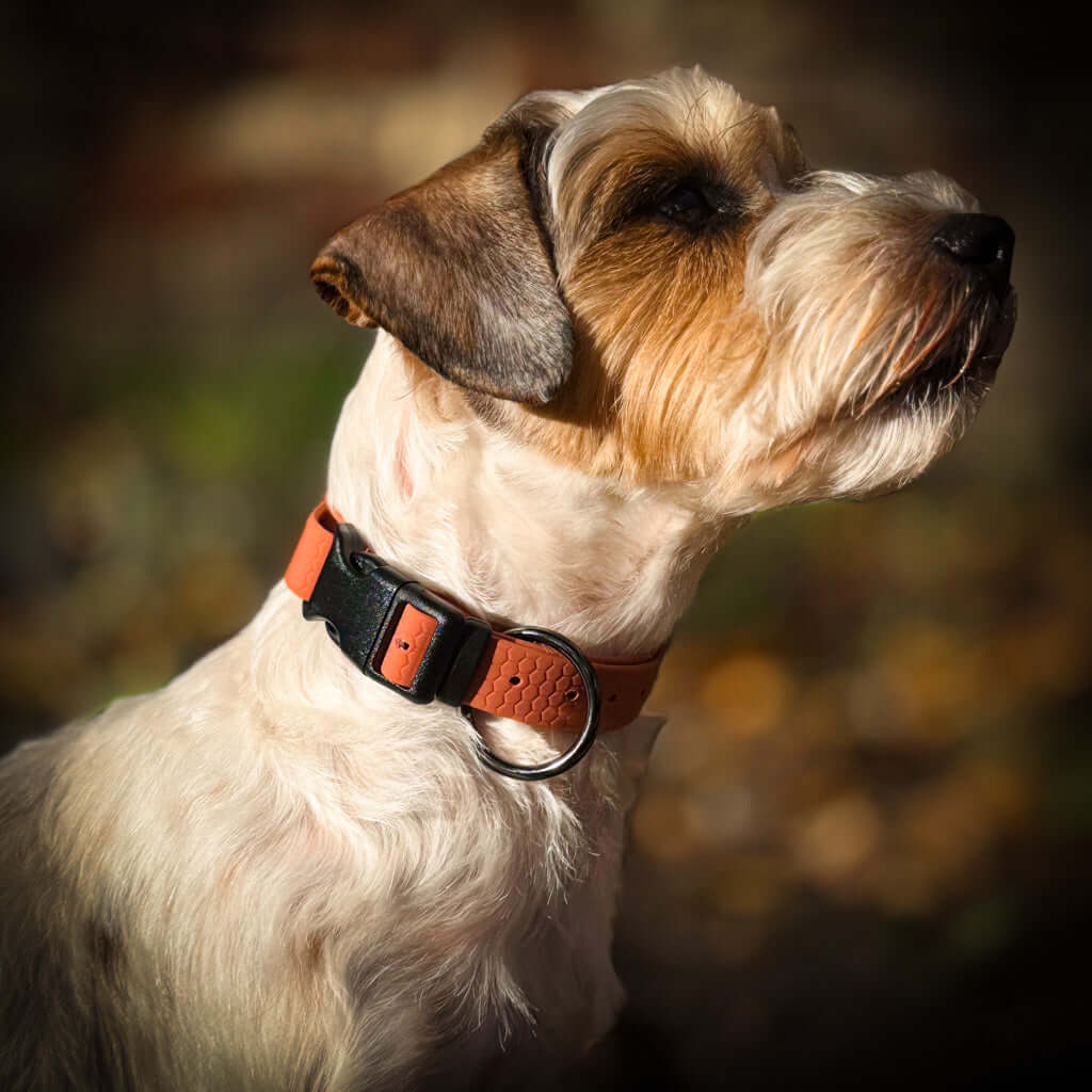 Hexa waterproof neck strap for dogs