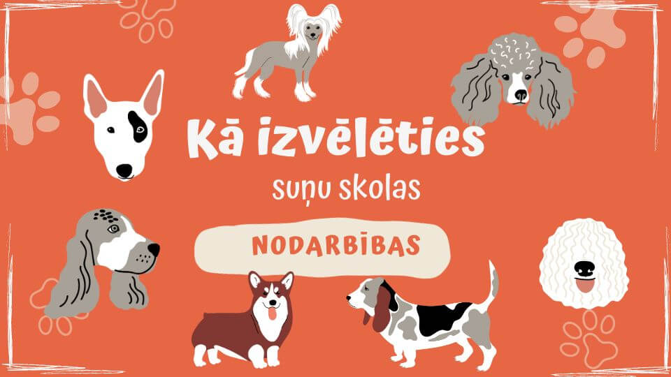 Kā izvēlēties suņu skolas nodarbības - ObiDog