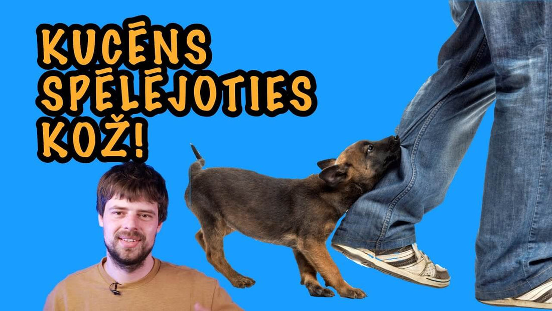 Kucēns spēlējoties kož - ObiDog