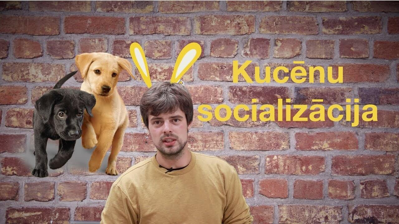 Kas ir kucēnu socializācija, un kādas ir biežāk pieļautās kļūdas. - ObiDog