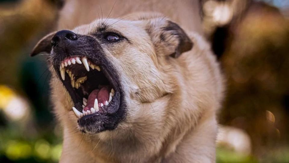Kāpēc suņi mēdz būt agresīvi - ObiDog