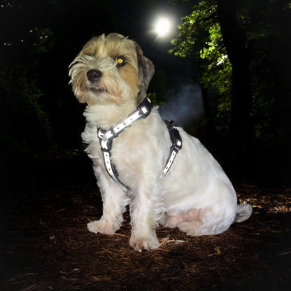 Canine Quest — Biothane Dog Harnesses with an Anatomical Design