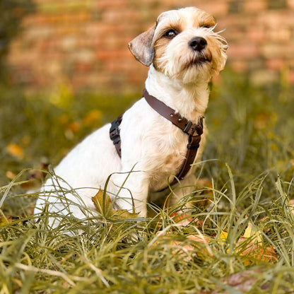 Canine Quest — Biothane Dog Harnesses with an Anatomical Design