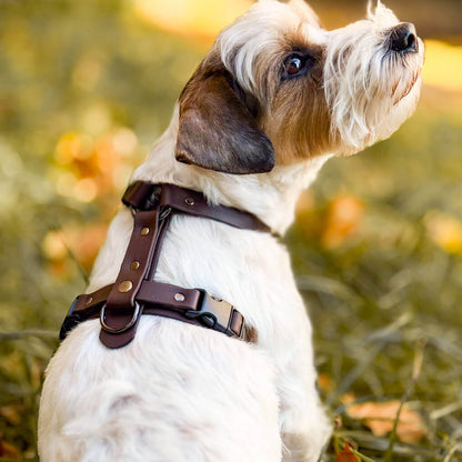 Canine Quest — Biothane Dog Harnesses with an Anatomical Design