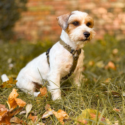 Canine Quest — Biothane Dog Harnesses with an Anatomical Design