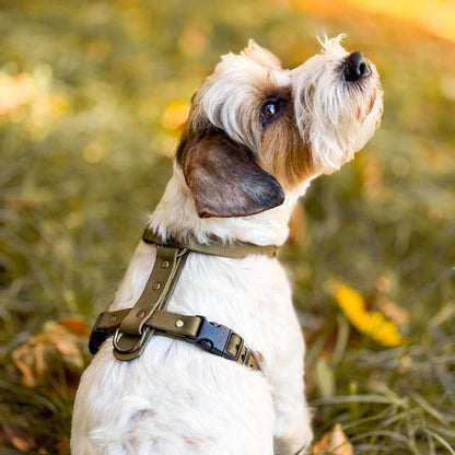 Canine Quest — Biothane Dog Harnesses with an Anatomical Design