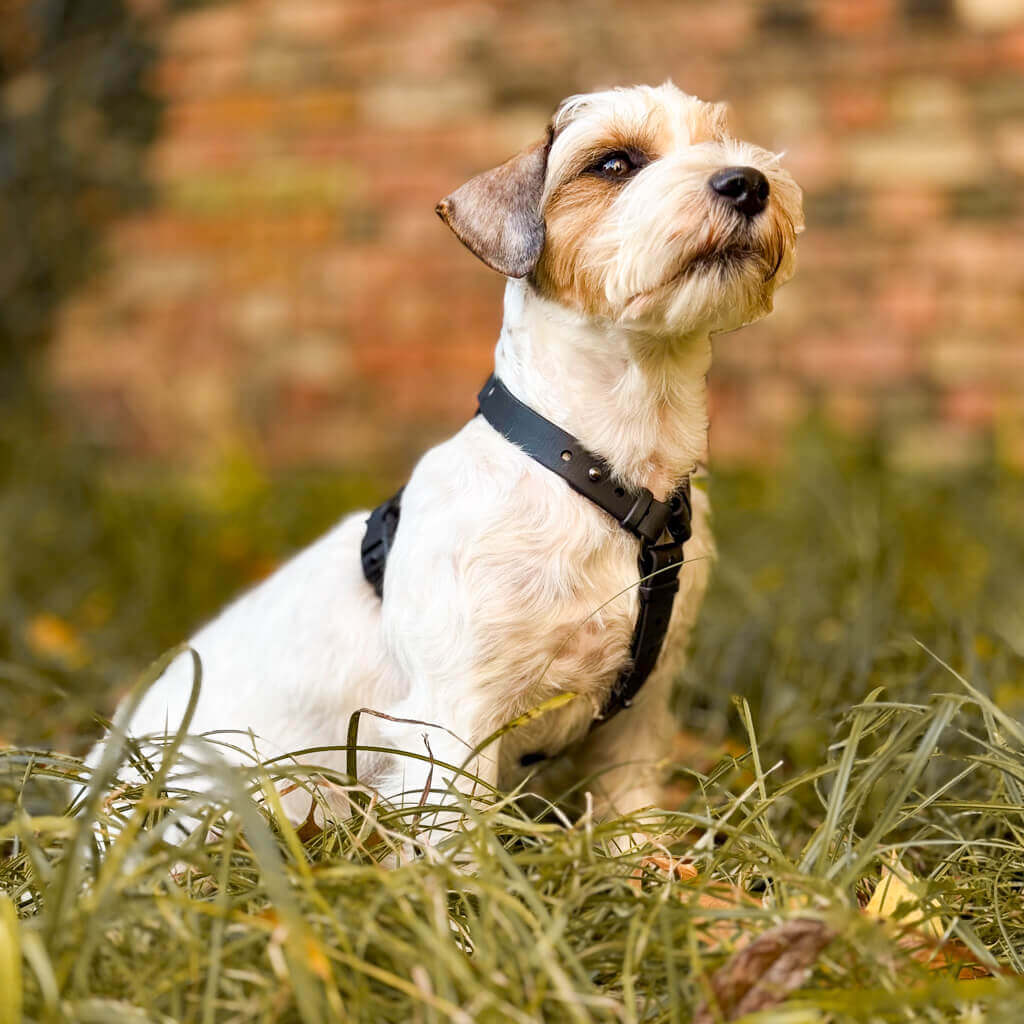 Canine Quest - biothane anatomiski pareizi iemaukti suņiem