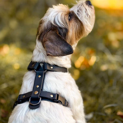 Canine Quest — Biothane Dog Harnesses with an Anatomical Design