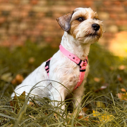 Canine Quest — Biothane Dog Harnesses with an Anatomical Design
