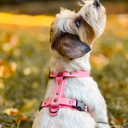 Canine Quest — Biothane Dog Harnesses with an Anatomical Design