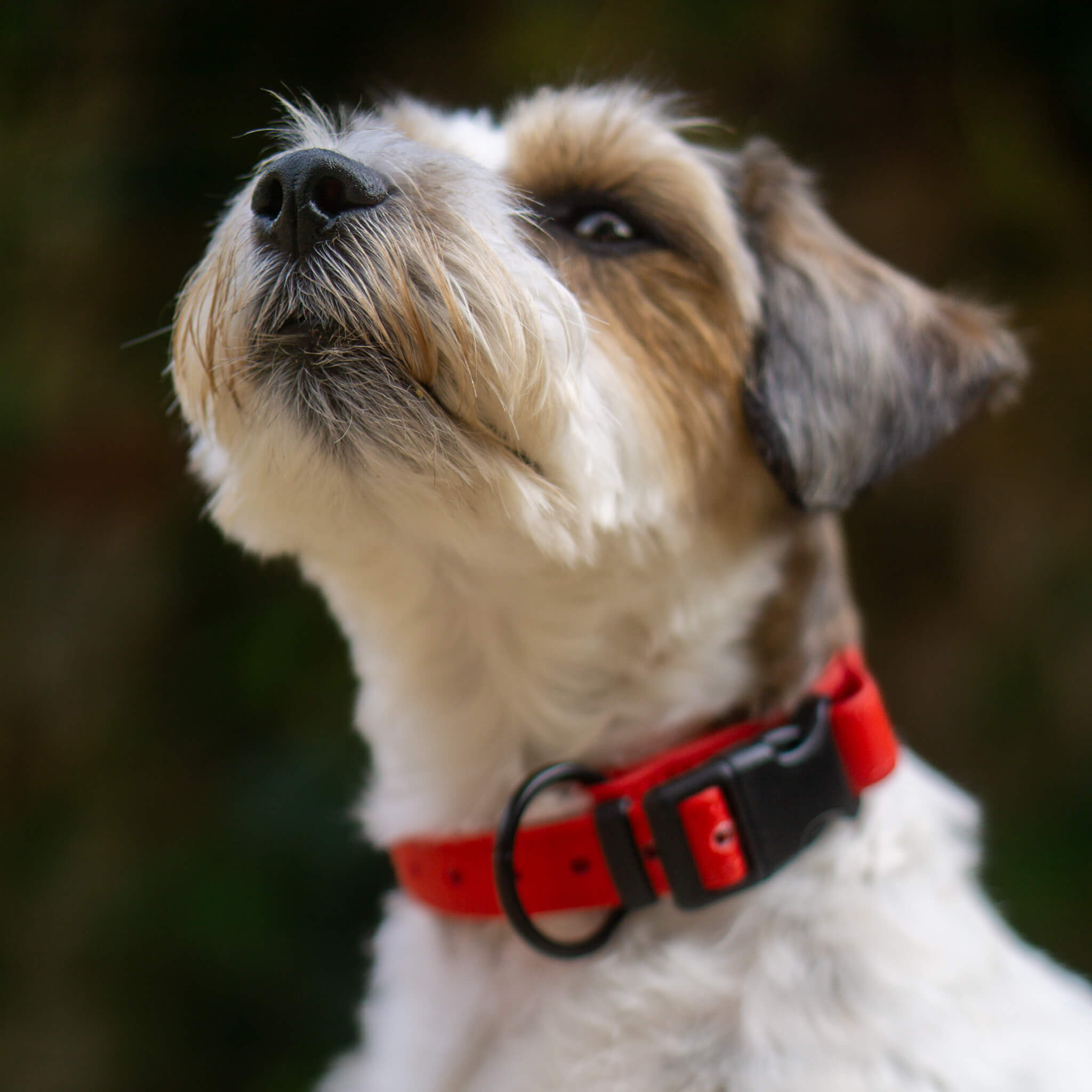 BioThane neck strap for dogs