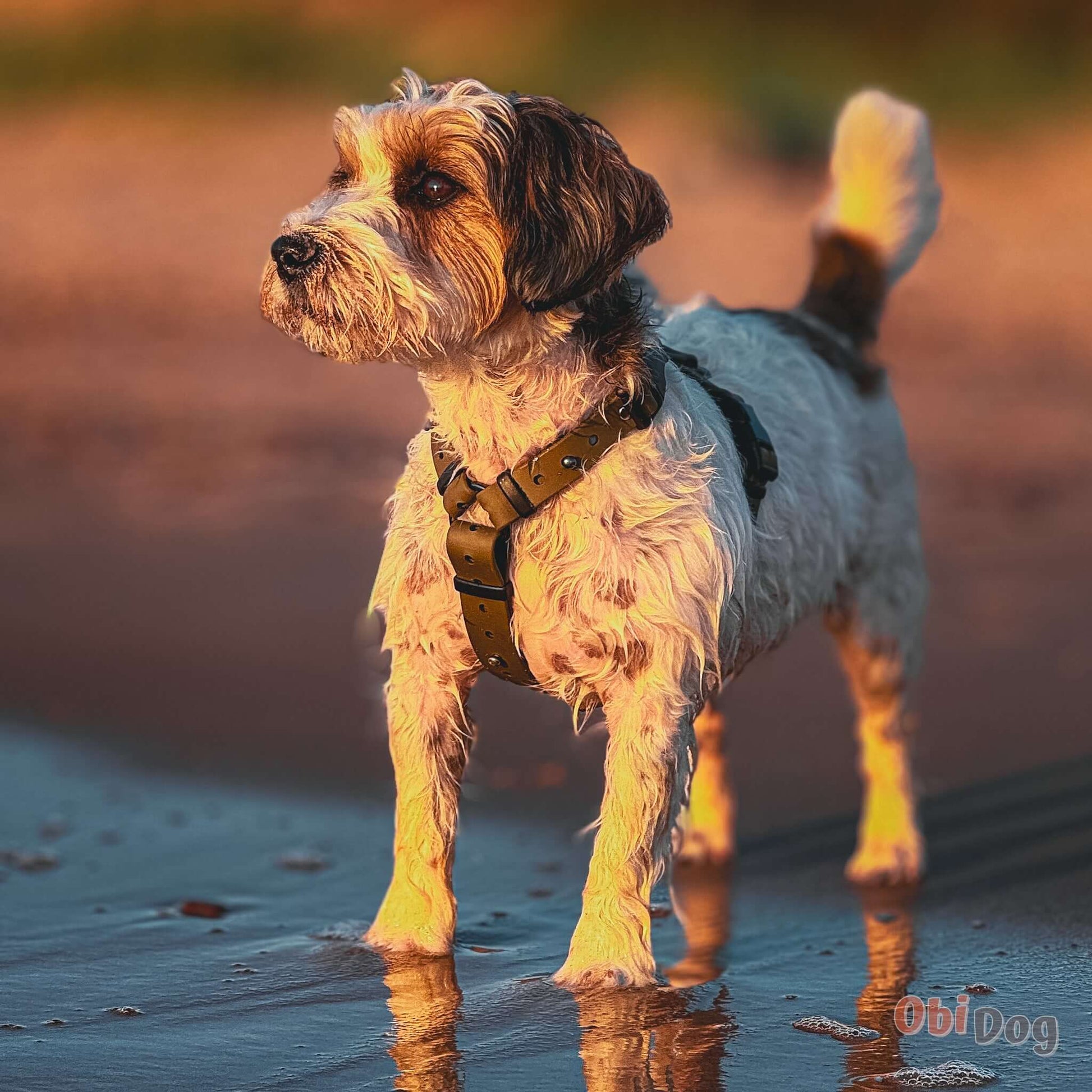 Suns ar biothane iemauktiem baudot pastaigu saulrietā pie jūras - Canine Quest anatomiski piemēroti siksnas iemaukti.