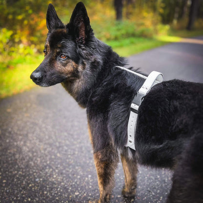 EasyFit Anatomical Y/H Harness – Waterproof & Cold-Resistant for Dogs - Lime mint green