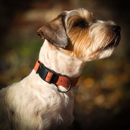 Hexa waterproof neck strap for dogs