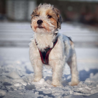 Cute dog wearing Obi-Luxe leather harness standing in the snow, showcasing comfort and style.