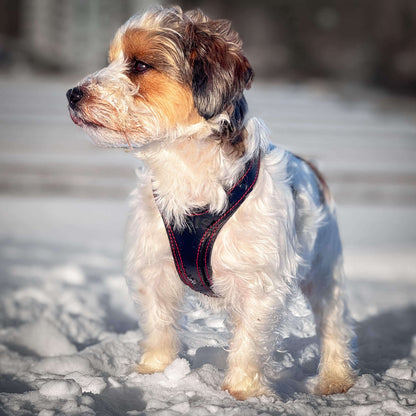 Cute dog wearing Obi-Luxe leather harness standing in snow, showcasing comfort and stylish design.