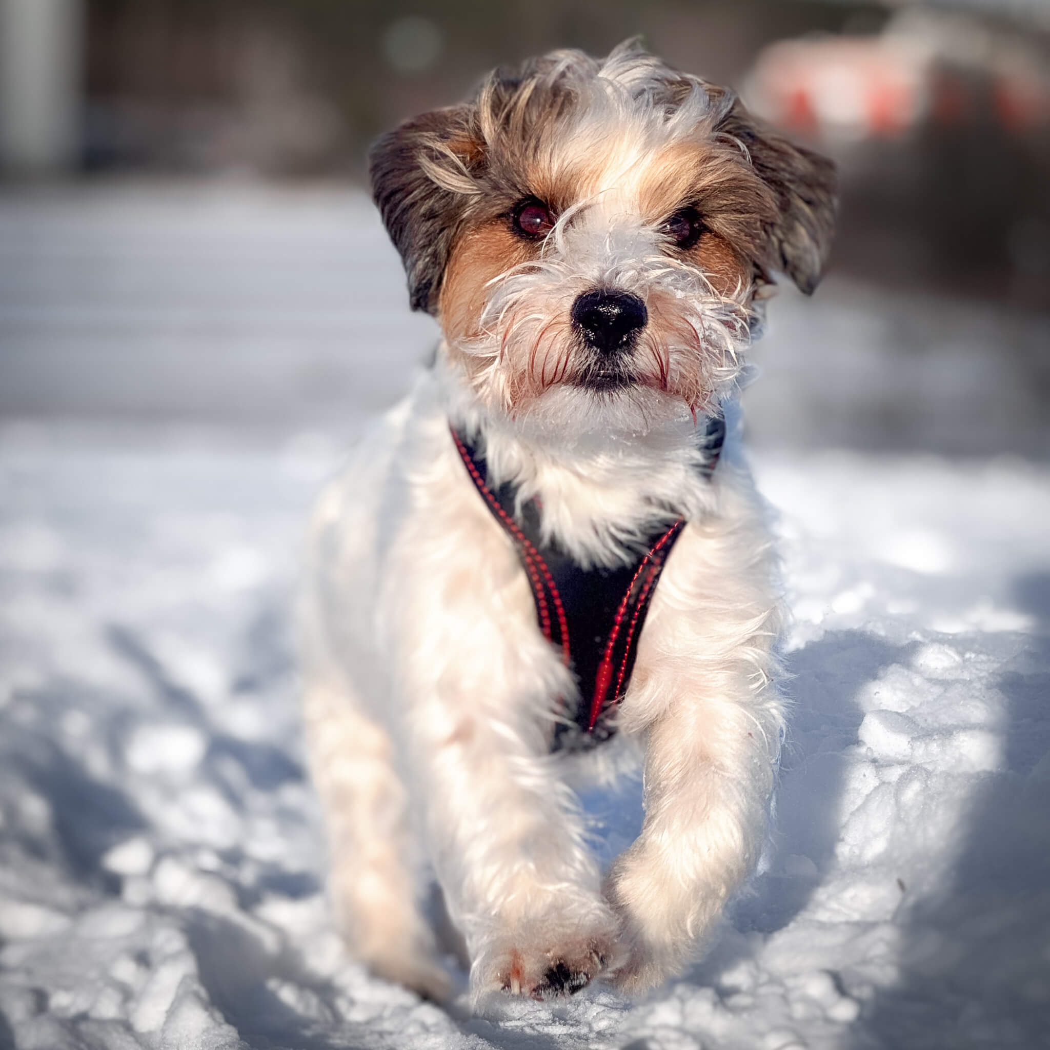 Obi-luxe leather dog harness