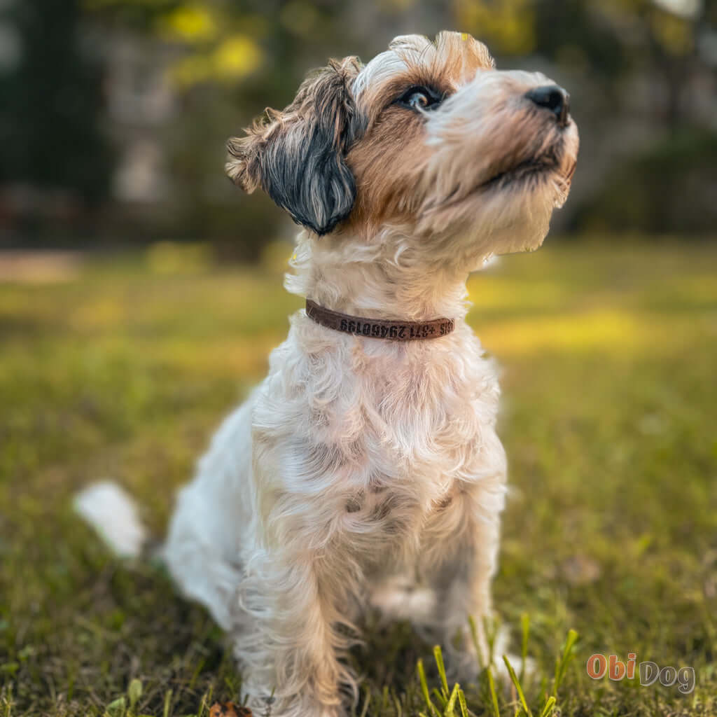 Small dog wearing a personalized leather collar with engraved contact information, sitting on grass.