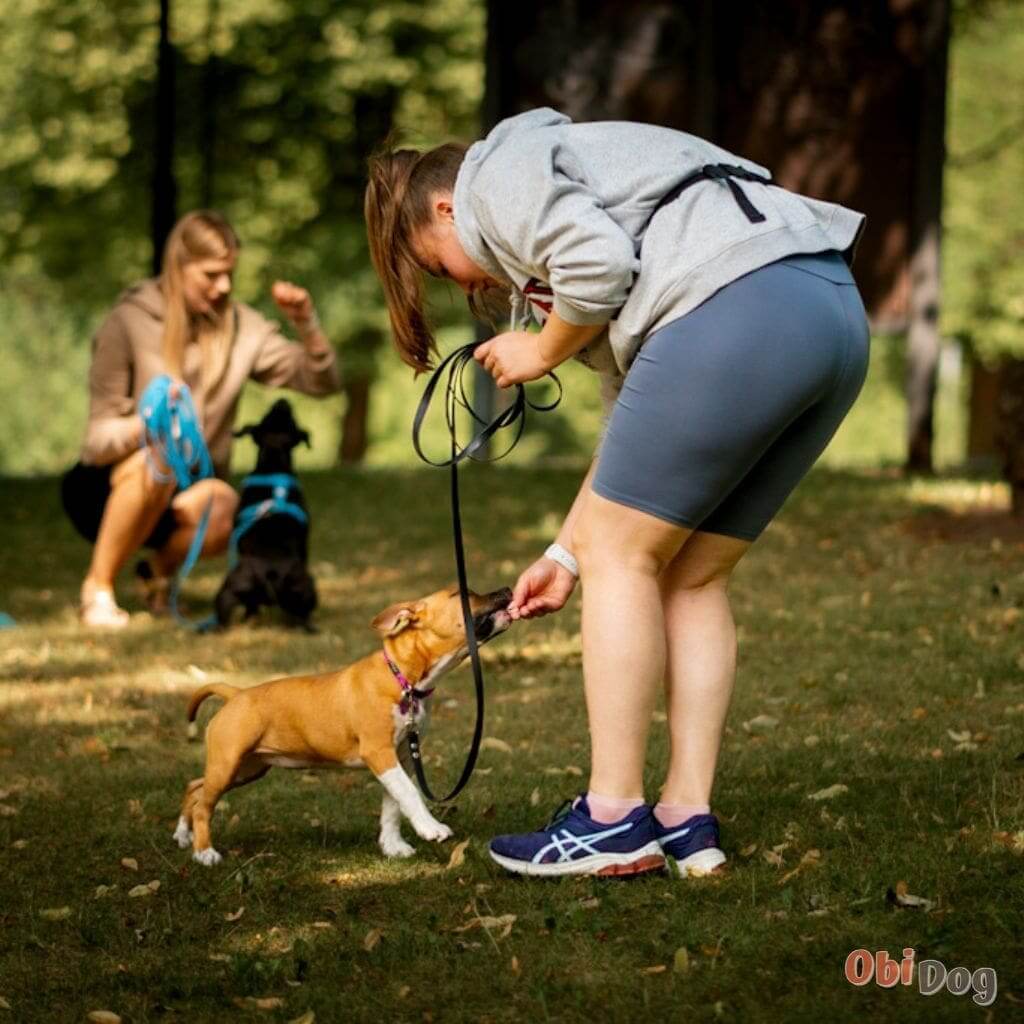 Kucēnu skola - ObiDog